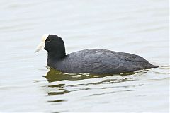 Slate-colored Coot